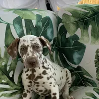 Vance AKC, a male Dalmatian for sale in Hartsville, SC – Photo 1 of 9