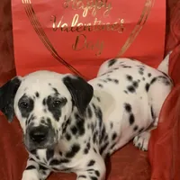 Elon AKC, a male Dalmatian for sale in Hartsville, SC – Photo 3 of 9