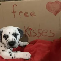 Elon AKC, a male Dalmatian for sale in Hartsville, SC – Photo 4 of 9