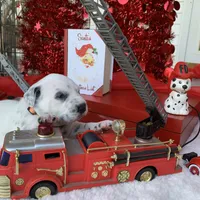 Elon AKC, a male Dalmatian for sale in Hartsville, SC – Photo 7 of 9