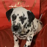 Elon AKC, a male Dalmatian for sale in Hartsville, SC – Photo 2 of 9