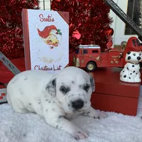 Elon AKC, a male Dalmatian for sale in Hartsville, SC – Photo 9 of 9