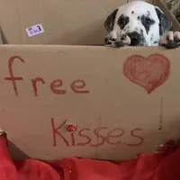 Elon AKC, a male Dalmatian for sale in Hartsville, SC – Photo 5 of 9