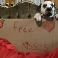 Elon AKC, a male Dalmatian for sale in Hartsville, SC – Photo 6 of 9