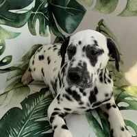 Elon AKC, a male Dalmatian for sale in Hartsville, SC – Photo 1 of 9