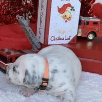 Elon AKC, a male Dalmatian for sale in Hartsville, SC – Photo 8 of 9