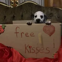 Trump AKC, a male Dalmatian for sale in Hartsville, SC – Photo 4 of 10