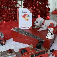 Trump AKC, a male Dalmatian for sale in Hartsville, SC – Photo 5 of 10