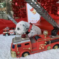 Trump AKC, a male Dalmatian for sale in Hartsville, SC – Photo 6 of 10