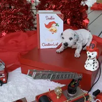 Trump AKC, a male Dalmatian for sale in Hartsville, SC – Photo 9 of 10