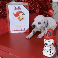 Trump AKC, a male Dalmatian for sale in Hartsville, SC – Photo 7 of 10