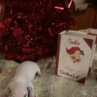 Trump AKC, a male Dalmatian for sale in Hartsville, SC – Photo 10 of 10