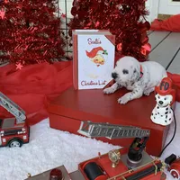 Trump AKC, a male Dalmatian for sale in Hartsville, SC – Photo 8 of 10