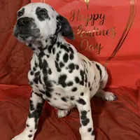 Trump AKC, a male Dalmatian for sale in Hartsville, SC – Photo 2 of 10