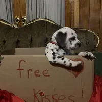 Trump AKC, a male Dalmatian for sale in Hartsville, SC – Photo 3 of 10
