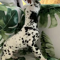 Trump AKC, a male Dalmatian for sale in Hartsville, SC – Photo 1 of 10