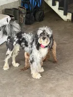 Pebbles , a female Miniature Bernedoodle for sale in Republic, MO – 6 of 6