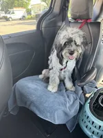 Pebbles , a female Miniature Bernedoodle for sale in Republic, MO – 4 of 6