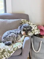 Cookie , a female Poodle - Miniature  for sale in Republic, MO – 2 of 2