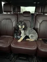 Luna , a female Poodle - Miniature  for sale in Republic, MO – Photo 7 of 9