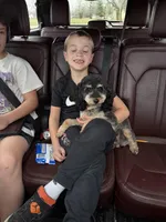 Luna , a female Poodle - Miniature  for sale in Republic, MO – Photo 4 of 9