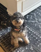 Luna , a female Poodle - Miniature  for sale in Republic, MO – Photo 5 of 9