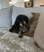 Luna , a female Poodle - Miniature  for sale in Republic, MO – Photo 2 of 9