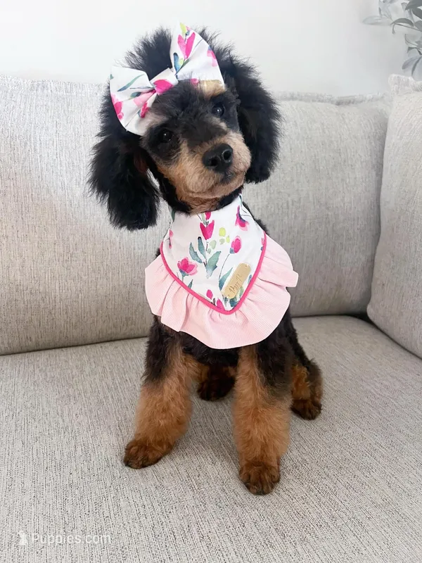 Luna , a female Poodle - Miniature  for sale in Republic, MO – Photo 1 of 9