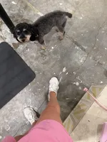 Luna , a female Poodle - Miniature  for sale in Republic, MO – Photo 6 of 9