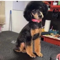 Luna , a female Poodle - Miniature  for sale in Republic, MO – Photo 8 of 9