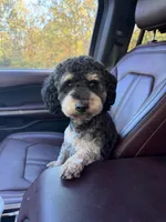 Luna , a female Poodle - Miniature  for sale in Republic, MO – Photo 9 of 9