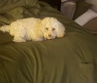 Pearl , a female Poodle - Toy  for sale in Republic, MO – 3 of 4