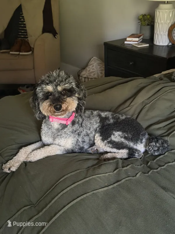 Cookie  – Poodle - Miniature  puppy for sale in Republic, MO
