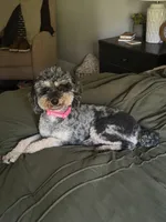 Cookie , a female Poodle - Miniature  for sale in Republic, MO – 1 of 2