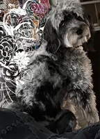 Pebbles , a female Miniature Bernedoodle for sale in Republic, MO – 2 of 6