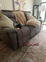 Pebbles , a female Miniature Bernedoodle for sale in Republic, MO – 5 of 6