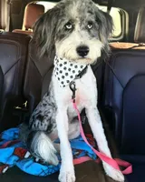 Stormi , a female Miniature Bernedoodle for sale in Republic, MO – Photo 2 of 6