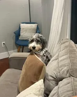 Stormi , a female Miniature Bernedoodle for sale in Republic, MO – Photo 4 of 6