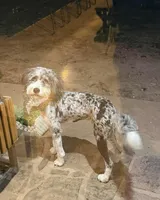 Stormi , a female Miniature Bernedoodle for sale in Republic, MO – Photo 3 of 6