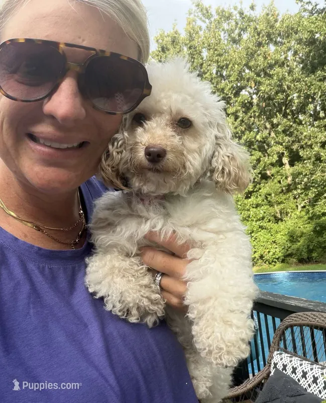 Pearl  – Poodle - Toy  puppy for sale in Republic, MO