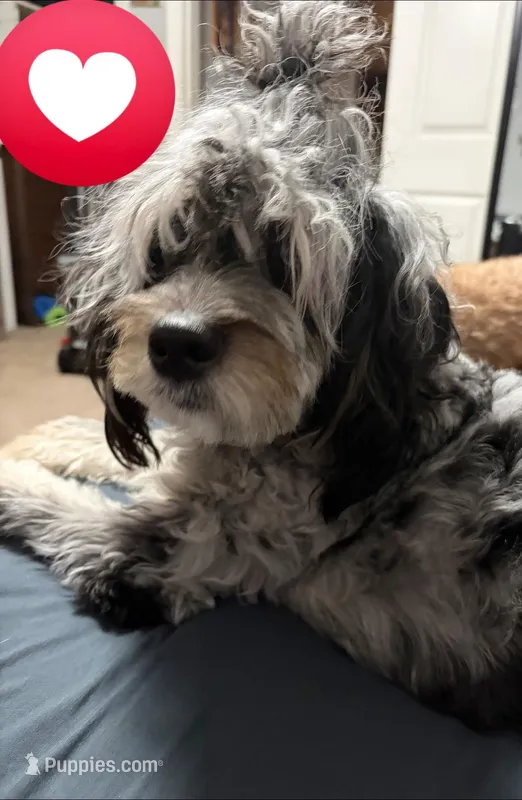 Pebbles  – Miniature Bernedoodle puppy for sale in Republic, MO