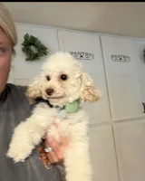 Pearl , a female Poodle - Toy  for sale in Republic, MO – 2 of 4