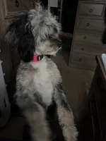 Pebbles , a female Miniature Bernedoodle for sale in Republic, MO – 3 of 6