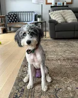 Stormi , a female Miniature Bernedoodle for sale in Republic, MO – Photo 6 of 6