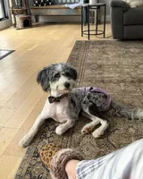 Stormi , a female Miniature Bernedoodle for sale in Republic, MO – Photo 5 of 6