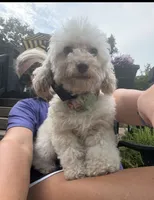 Pearl , a female Poodle - Toy  for sale in Republic, MO – 4 of 4