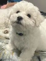 ABEL, a male Bichon Frise for sale in Fontana, CA – Photo 3 of 4