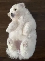 ABEL, a male Bichon Frise for sale in Fontana, CA – Photo 4 of 4