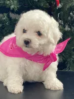 ABEL, a male Bichon Frise for sale in Fontana, CA – Photo 1 of 4