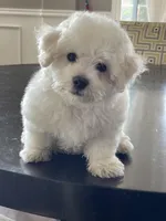 ABEL, a male Bichon Frise for sale in Fontana, CA – Photo 2 of 4
